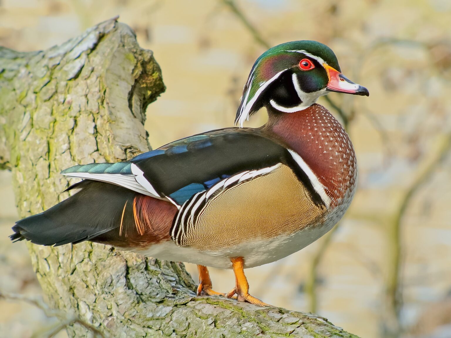 Wood Duck