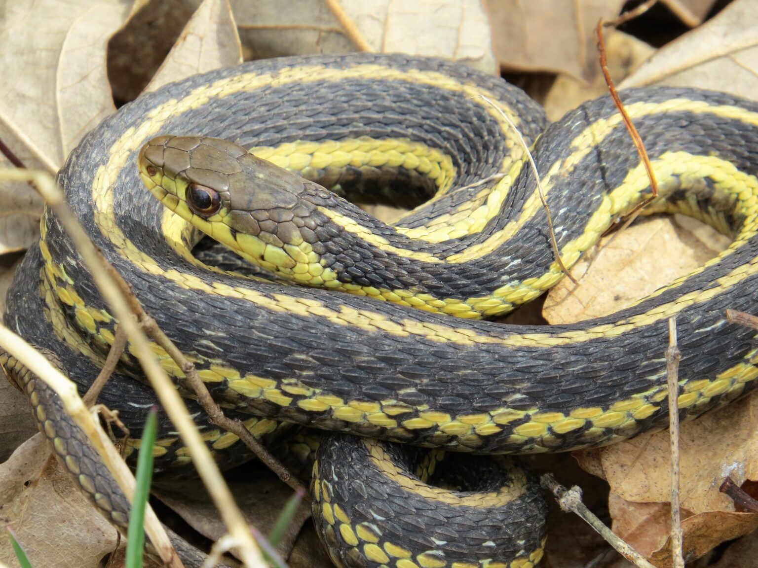 Eastern Garter Snake - Boreal Forest