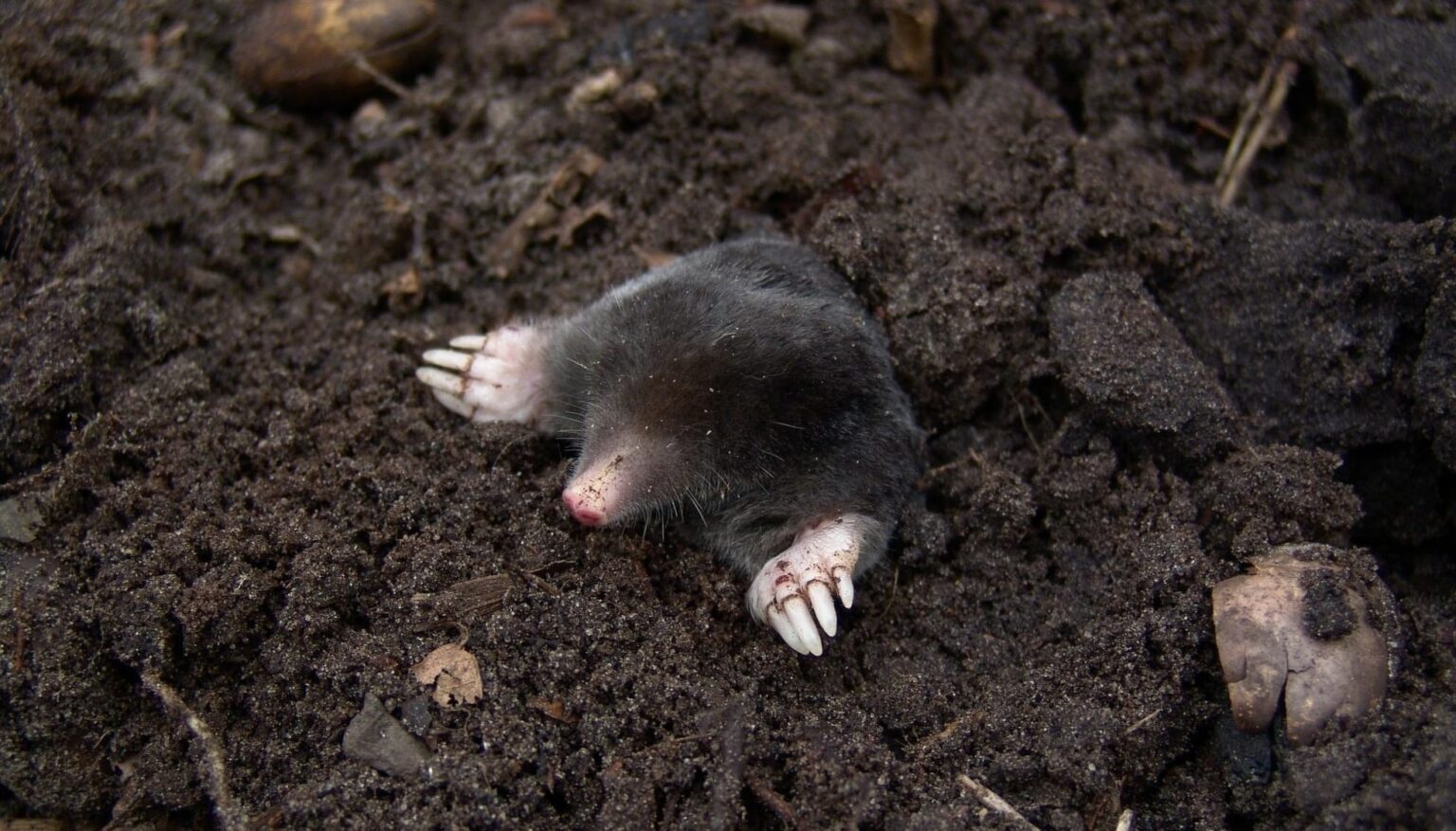 European Mole - Talpa Europaea - Boreal Forest