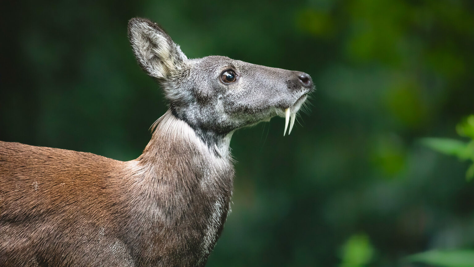 Siberian Musk Deer - Moschus Moschiferus - Boreal Forest